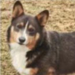 Pembroke Welsh Corgis from Box Alarm Farm