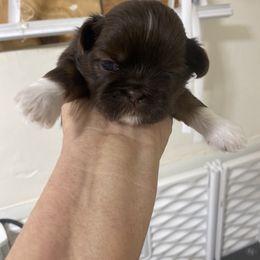 Autumn - Tricolor female Shih Tzu puppy in Reddell, Louisiana from TINYSHIHTZUFURU