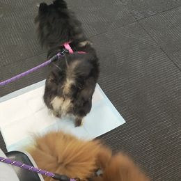 Pomeranians and Shetland Sheepdogs from K&A Shetlands Sheepdog's and Pomeranian's