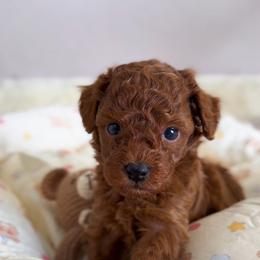 Finn - Red  male Poodle puppy in North Port, Florida from Noble Pets
