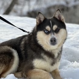 Davos - Pomsky