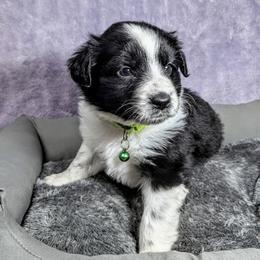 Australian Shepherd and Great Dane Puppies from AEW Farm