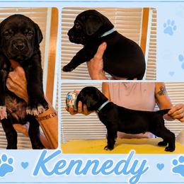 Boy 3 - Black male Cane Corso puppy in Scott County, Tennessee from Nuovo Inizi Kennels