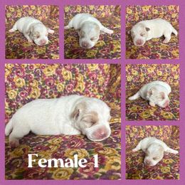 Female 1 - White and tan female Russell Terrier puppy in Zim, Minnesota from ZimBogWay Acres