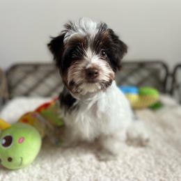 Gorgeous Dark Chocolate and Parti Coloration Male - Chocolate, tan and white male Yorkshire Terrier puppy in Benson, Arizona from Happy Tails Yorkies
