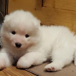 Samoyed Puppies from Limelight Samoyeds