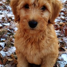 Australian Labradoodle Puppies from Cabin Hill Labradoodles