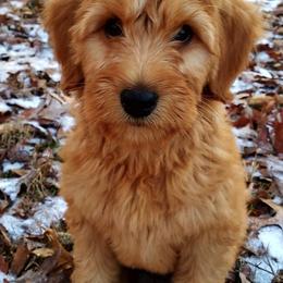 Australian Labradoodle Puppies from Cabin Hill Labradoodles