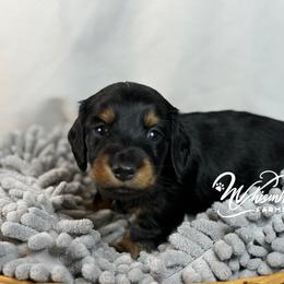 Long hair - 2150 - Black and tan male Dachshund puppy in Nashville, Arkansas from Whisenhunt Farms