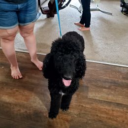 Maggie - Black Poodle puppy in Wellborn, Florida from Jeannie Doodles and Poodles
