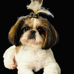 Stevie - Shih Tzu