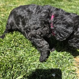 Poodle Puppies from shelby ealey