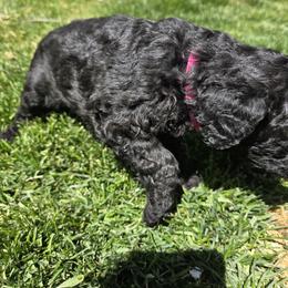 Poodle Puppies from shelby ealey