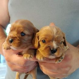 Cavalier King Charles Spaniel Puppies from Dawn Miner's Cavalier King Charles Spaniels