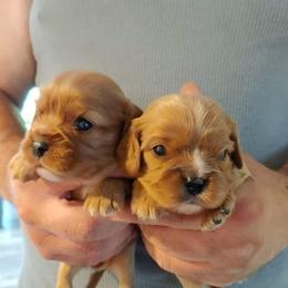Cavalier King Charles Spaniel Puppies from Dawn Miner's Cavalier King Charles Spaniels