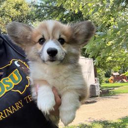 Fluffy girl - Red female Pembroke Welsh Corgi puppy in Glenwood, Minnesota from Minnewaska Corgi Co