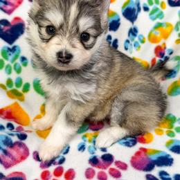 Shelby - Silver female Pomsky puppy in Sheffield, Iowa from Clover Ridge Pomskies