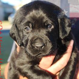 Labrador Retriever Puppies from Mariani Labrador Retrievers