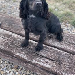 Hope - English Cocker Spaniel