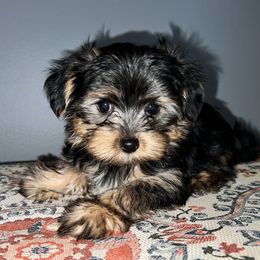 Morkie Puppies from McConnell’s Morkies