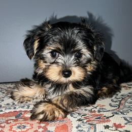 Morkie Puppies from McConnell’s Morkies