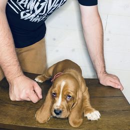 Abby - Mahogany and white female Basset Hound puppy in Tollesboro, Kentucky from Low and Slow Bassets