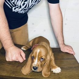 Abby - Mahogany and white female Basset Hound puppy in Tollesboro, Kentucky from Low and Slow Bassets