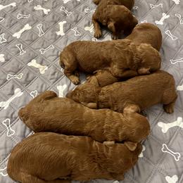 Girl 2 - Red  female Poodle puppy in Abilene, Texas from Mesquite Kennels
