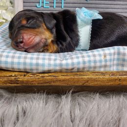 Dachshund Puppies from Heart 2 Heart Puppies