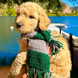 Draco - Apricot male Aussiedoodle puppy in Upper Lake, California from Redwood Aussiedoodles