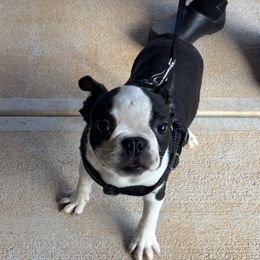 Sweet Boy - Black and white male Boston Terrier puppy in Covington, Georgia from Tuxedo Bostons of Atlanta