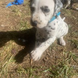 Dalmatian Puppies from Dalmatian Creation