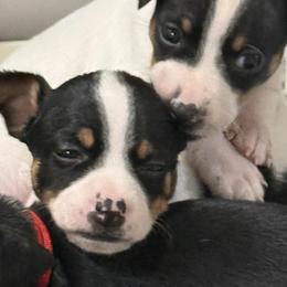 Rat Terrier Puppies from The Puppy Patch Rat Terriers