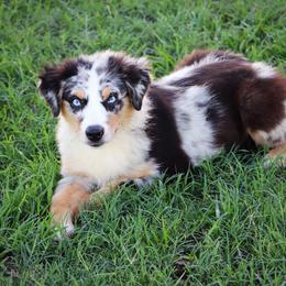 Australian Shepherd and Miniature Australian Shepherd Puppies from Sassy Lil Aussies