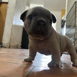 French Bulldog Puppies from Frenchie Truffles