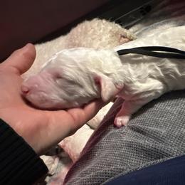River - Parti male Poodle puppy in Prosperity, Pennsylvania from Stelladoodles & Company