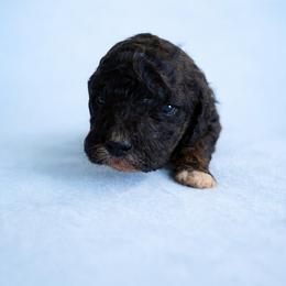 Boy 2 - Phantom male Poodle puppy in Eckert, Colorado from High Desert Poodles