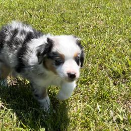 Boy 3 - Blue merle Miniature Australian Shepherd puppy in Corydon, Indiana from Arbuckle’s Lookin Good Aussies (LGA)