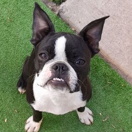 Liberty Bell - Boston Terrier