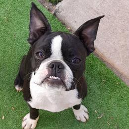 Liberty Bell - Boston Terrier