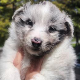 Susie - Blue merle and white female Shetland Sheepdog puppy in Weedsport, New York from M&M Shelties and Smooch-A-Bulls English Bulldogs