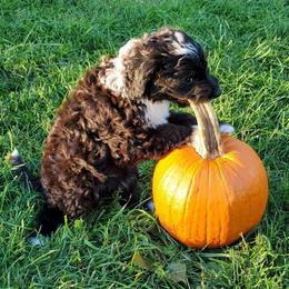 Auggie - Black and white male Sheepadoodle puppy in Bellevue, Iowa from Fluffy Wonders Poms and Doodles