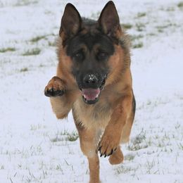 German Shepherd All Grown Up from von Wolfstal German Shepherds