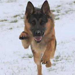 German Shepherd All Grown Up from von Wolfstal German Shepherds