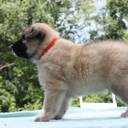 Belgian Tervuren Puppies from CoKo Belgian Tervuren