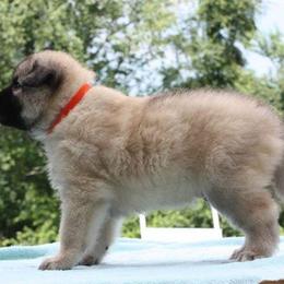 Belgian Tervuren Puppies from CoKo Belgian Tervuren