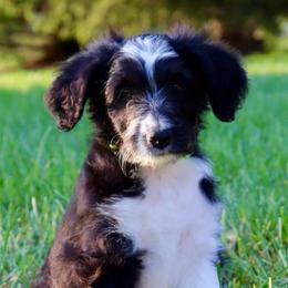 Aqua Di Gio - Black and white male Aussiedoodle puppy in Decatur, Illinois from Signature Doodles