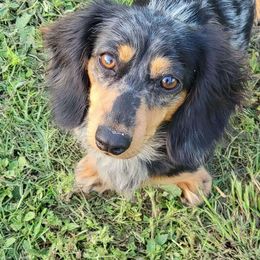 Stella - Dachshund