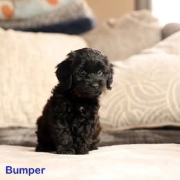 Bumper - Black male Cockapoo puppy in Canastota, New York from Silver City Cockapoos