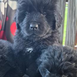 Newfoundland Puppies from Lucky Stone Farm Newfoundlands